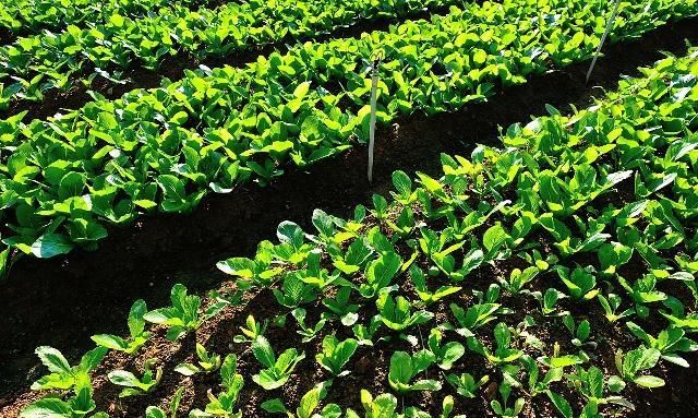  「风俗」四川内江这个小镇 名字源于一个错误 当地有逢场的风俗