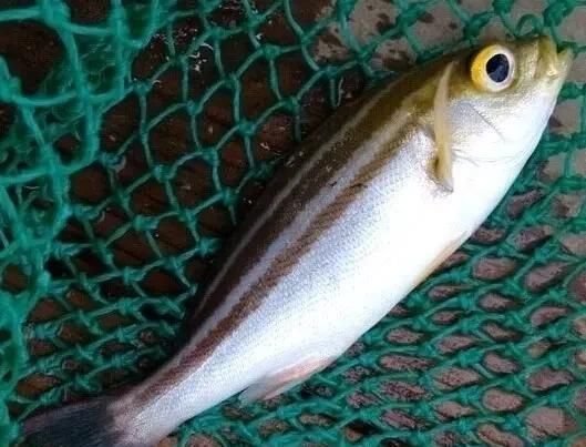  「东山叫红」46种海钓常见的鲷类鱼，最后一种高价的鱼原来也是鲷鱼，才知道