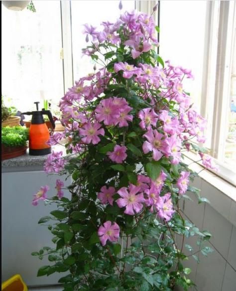  扦插：藤本女王铁线莲这样养，当年开花，花色多彩艳丽，气味芳香怡人