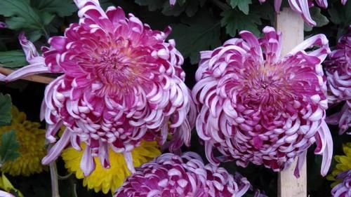 『朱荷』喜欢菊花,就养盆“珍品名菊”太液朱荷,花色艳丽,稳重大气!