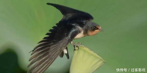 其他动物的活动