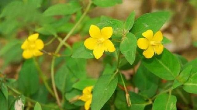 「见到」路边1常见野草,名金钱草,入药后价值非凡,很多人见到也认不出