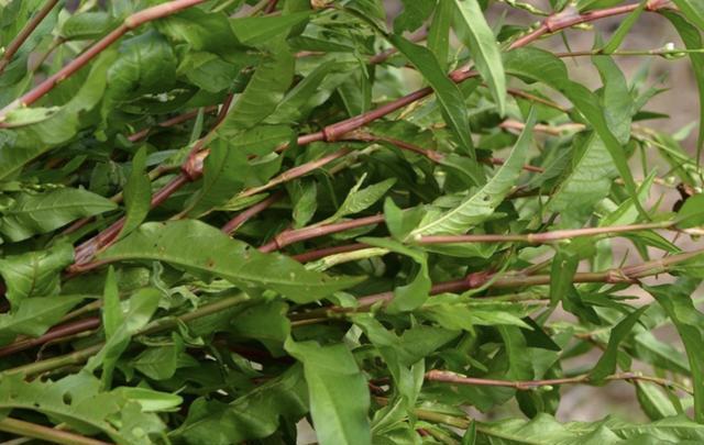 「种植物」池塘边,有1种“辣蓼草”很旺盛,以往“抓鱼”会用到它,用处多