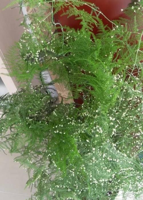  不好■文竹开花是大凶？完全是“扯蛋”，满足3个小要求，白花开满盆