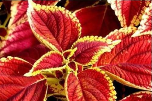  五彩缤纷：叶比花美的彩叶草，这样养，叶片五彩缤纷，观赏价值超高