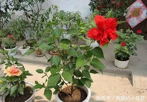 阳光|这几种花养护就一个字“晒”,太阳好了晒一晒,越长越旺容易爆盆