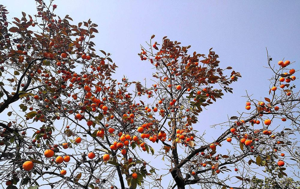  「柿饼」人称肺之果，种一次可吃百年，新鲜的不值钱，晒干后价