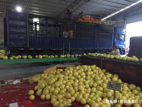  「贡品」曾为古代贵族贡品，如今满世界泛滥，冒牌货害苦了农民