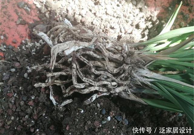 花开满|“兰花”叶子枯萎不开花?懂得这3招,花开满盆味道香