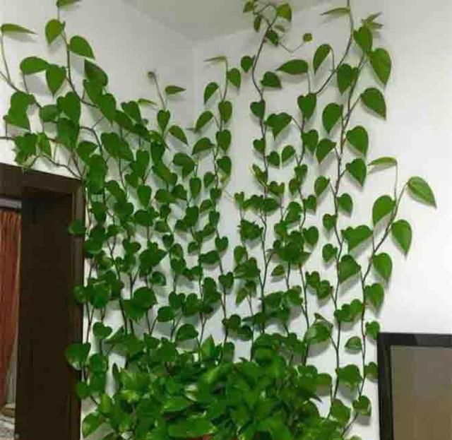  『蚜虫』盆栽的绿萝会生蚜虫吗？该如何避免？