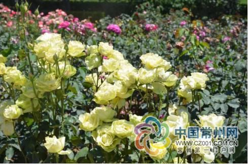「月季」科普环节:520您送出的玫瑰,它可能是朵月季