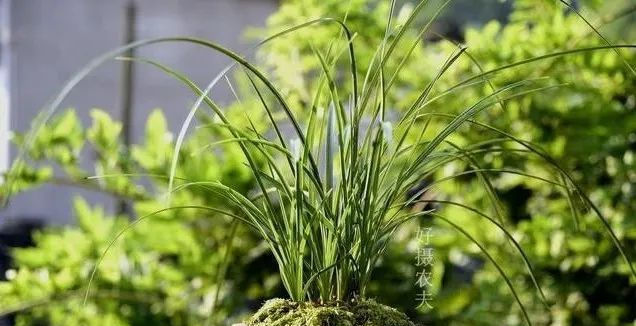  『种植的兰花』服盆期的兰花,可别乱施肥,这样施才安全有效!