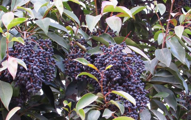  农村■这种野果酷似葡萄，用来冲茶泡酒都很好，市场上卖到15元一斤