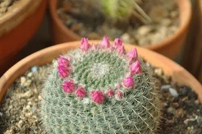 #大岩桐#这5种花,别喷水到叶子上,不然立马死掉