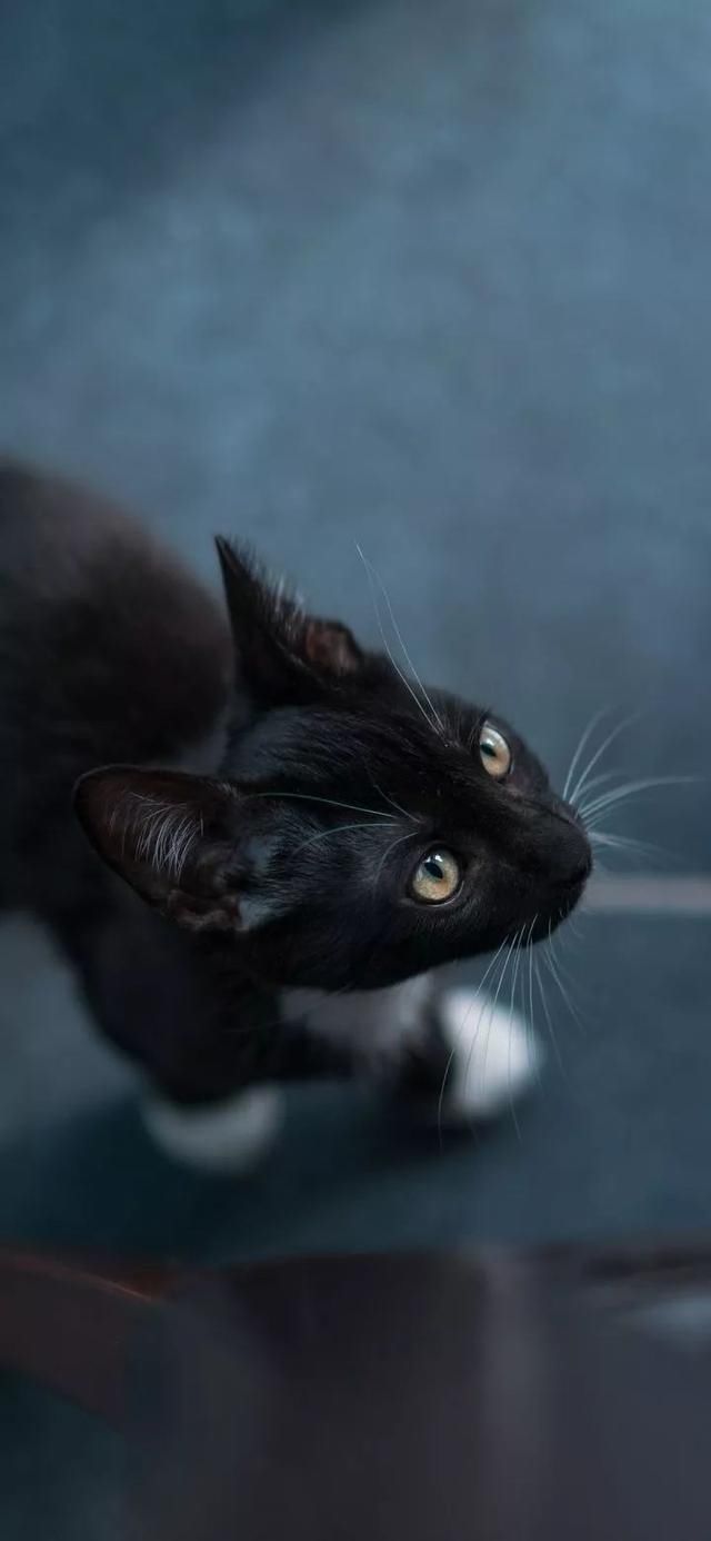  『星球』80张超可爱的猫咪壁纸丨我来自喵星球，来地球只是为了遇见你