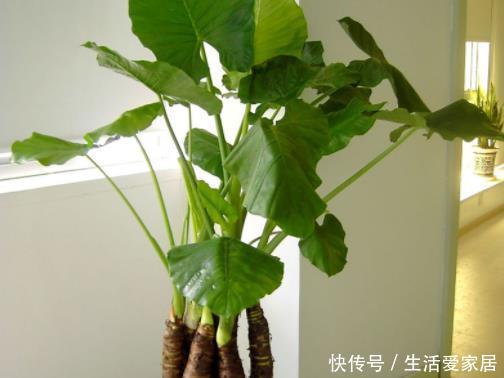  「堪称」盆栽4种植物需谨慎，它们堪称''健康杀手''，很多人却不以为然！