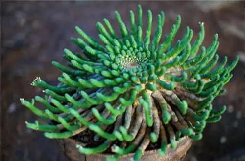  [植物]史上“最萌植物”的变态版来袭！