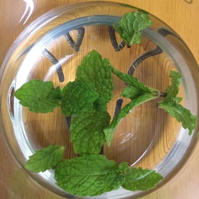 扦插■只用叶子也能扦插,这花把叶子剁5段,插到土里就能长成5盆花