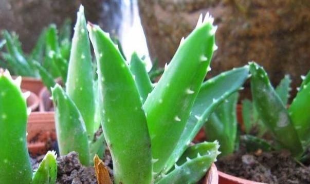 【舒适】卫生间''除异味''大招:放置3种绿植除臭,居家环境更舒适