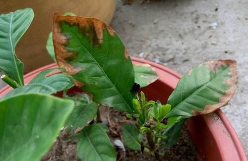  「栀子花」刚入的手栀子花，这一步错了，就别想养活了，避开才能开花