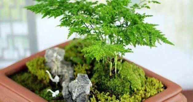  植物■用2种“水”,浇一浇,文竹叶子更加翠绿,新芽爆满盆