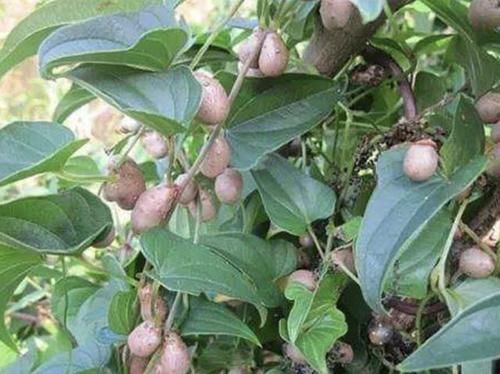  『植物』它被称为“山药豆”，1斤卖到“4元”，儿时会去山上摘，美味！