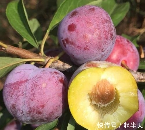  树苗盆栽：开春了，不管阳台大小！建议种这果苗，简单易活，果子随手摘