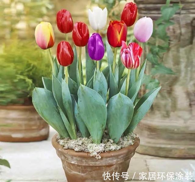 『赶紧搬』卧室养花需谨慎,这五种花千万不能养,卧室植物如何挑选?