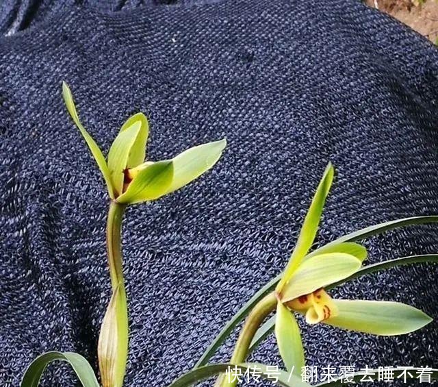 #开出#不同的兰花授粉后,第二年会开出好花吗