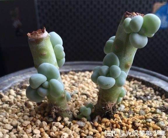 「桃美」桃美人不爆侧芽,砍头时多做一步,一个月侧芽不断冒出