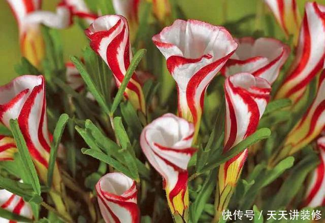  [图片作者]15种超级好养的花，不死鸟居然不是第一，“养花杀手”们试一试吧