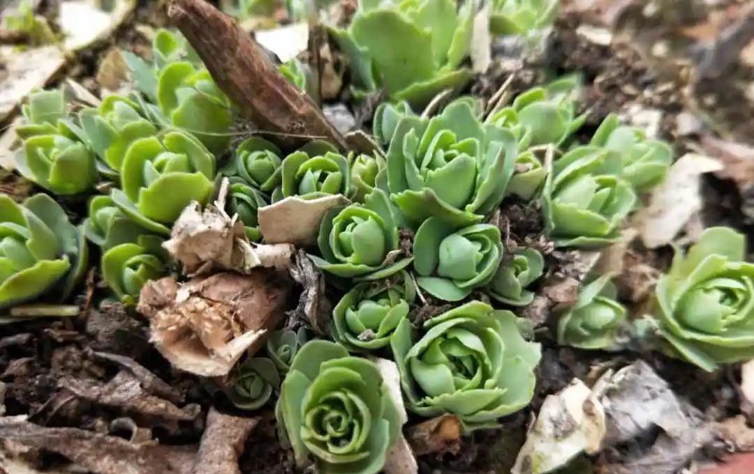 【慎养】这花要慎养,每年砍掉3麻袋,照样蹭蹭长!