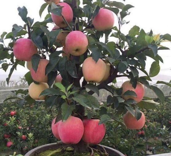  果树■可以搬到阳台上种的果树，你有没有见过？结的果子，又多又好吃