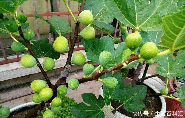  「就可以结」这“2种”水果，剪根枝条插盆里，15天生根，3年后结出果子吃不完