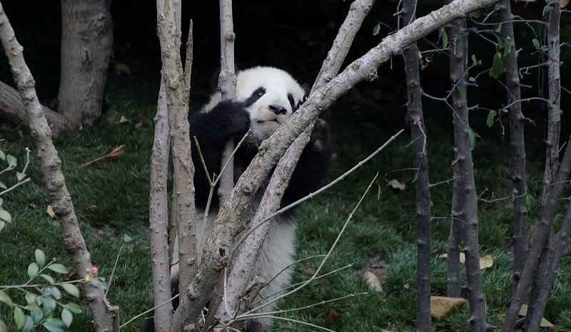 成都迎来“中国最大”项目，投资高达千亿！被称为“成都迪士尼”