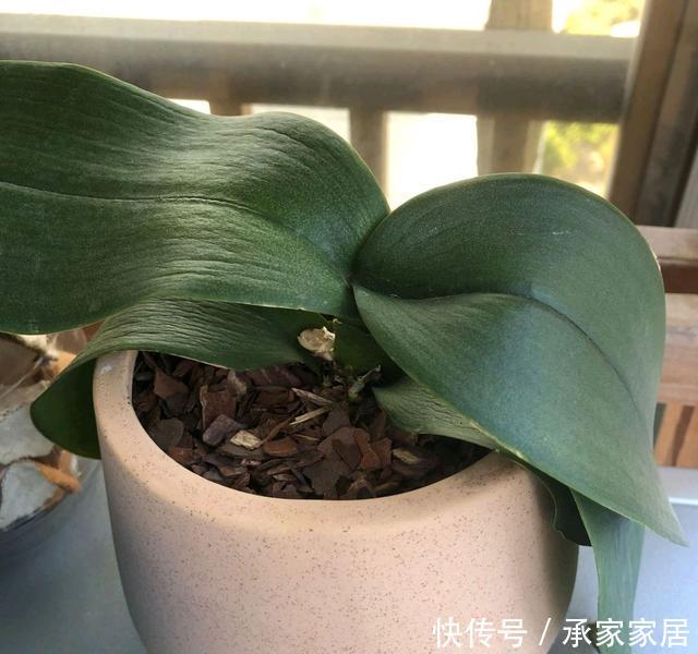  开完：开完花的蝴蝶兰叶片总是软趴趴无精神？营养消耗过度，养根是重点