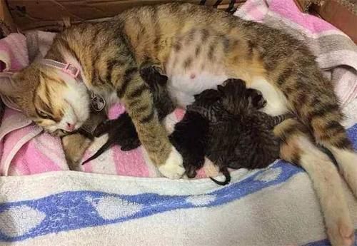 是什么品种的猫