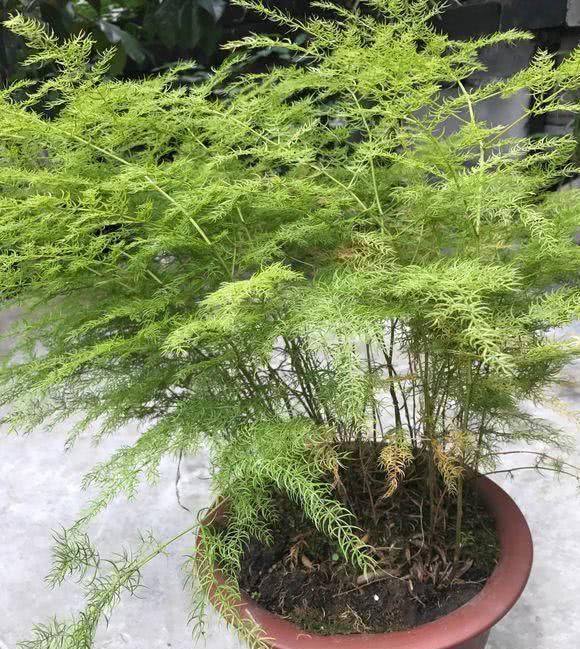  喜欢湿润@这6种花太耐养，天天浇水都涝不死，阴面阳台也能养！