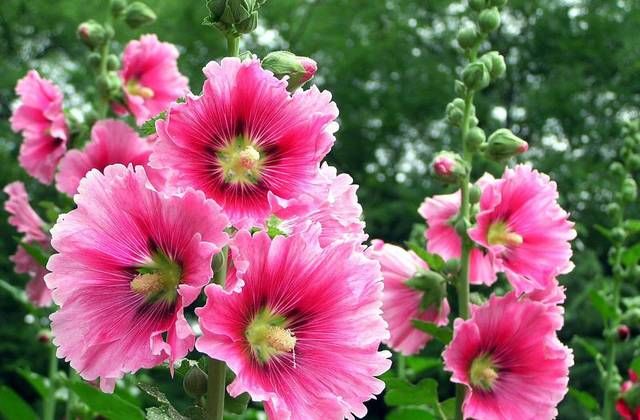  『名字』小时候经常见的3种花，农村到处都是，名字虽然俗气，但开花漂亮