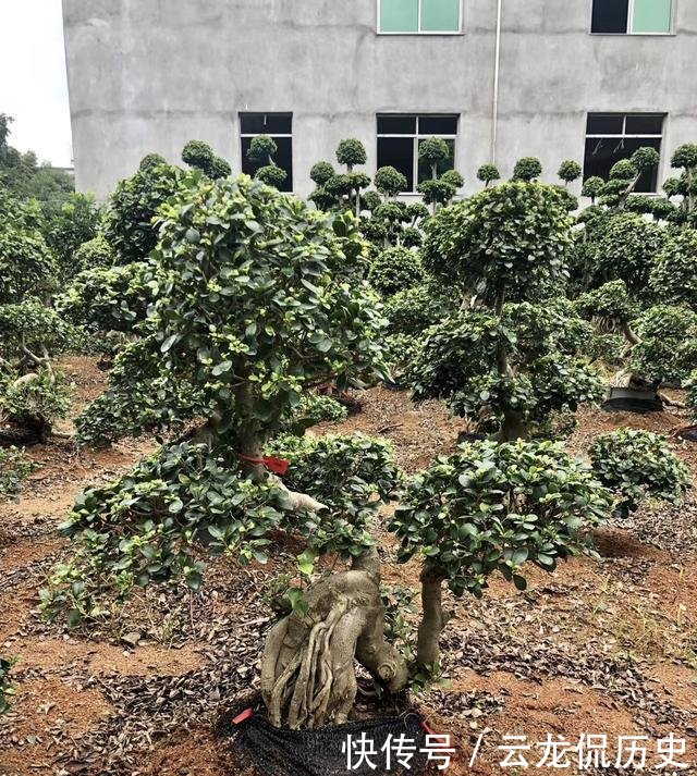  「值钱」可以摆阳台的“镇宅树”，1盆价值“1万”，养8年像盆景，值钱！