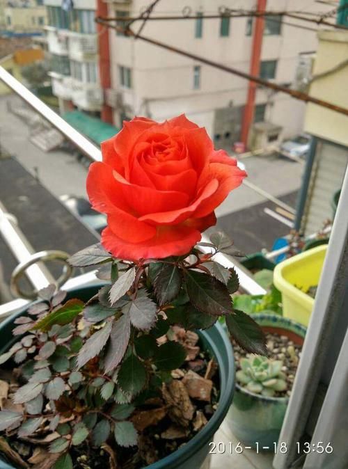 『轻松』家里不妨养这些花,开花贼美丽,轻松长一大丛,花开烂漫惹人爱