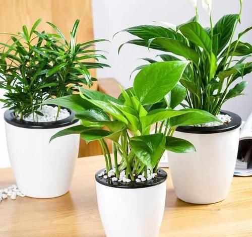  盆栽|客厅放上这8种植物，空气变好了，家人身体越来越健康！