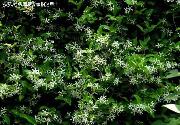 生肖属鼠人■十二生肖日运算命:2022年1月1日运气