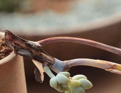  「腐蚀」多肉植物发黑变质？这种可怕的疾病，正在腐蚀你的多肉