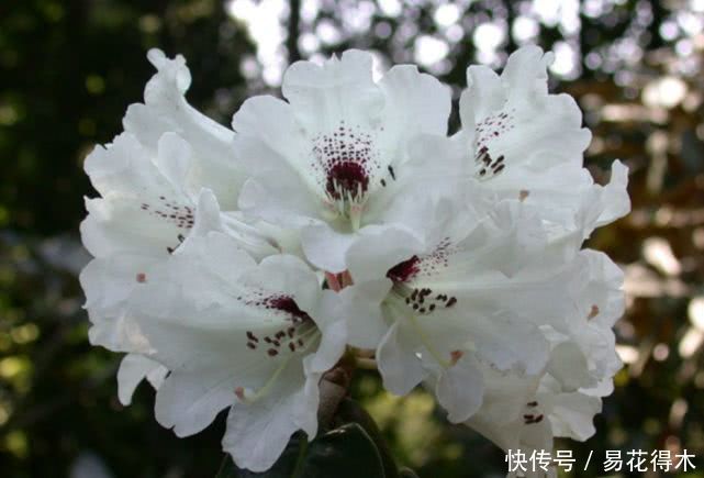 「杜鹃」国家Ⅱ级珍稀濒危物种|花色妖娆的大王杜鹃