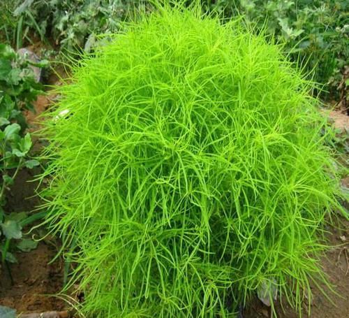  『地肤草的价』正被遗忘的一种植物，田间已经不多见，碰到请珍惜，价值高