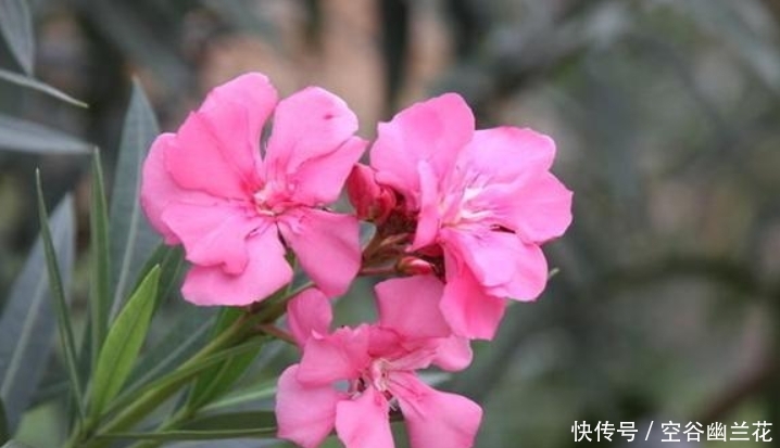 搬出去:这4种“毒花”不能养在室内,为了家人,赶紧搬出去吧!