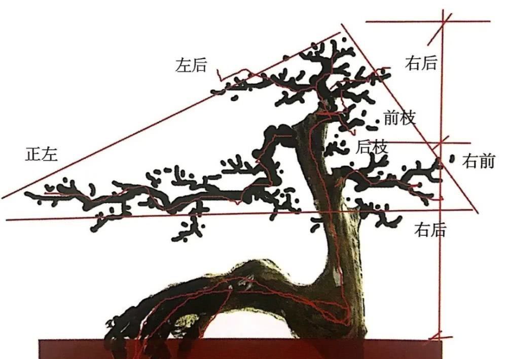  『罗汉松盆景』围着罗汉松桩材左端详右琢磨，想下手先模仿罗汉松造型秘笈！