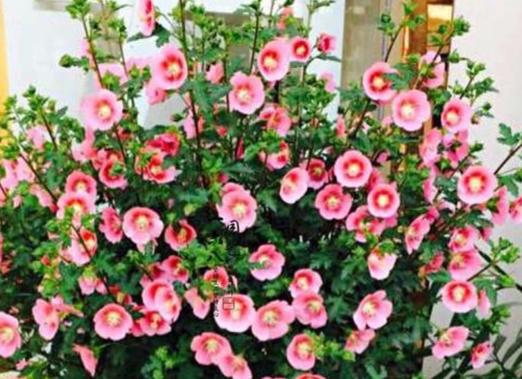 漂亮:春天就养的“4种花”,好养又漂亮,丢盆里猛长,新手也能养爆盆