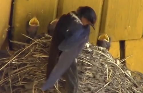 中国人从不吃燕子，为什么燕子的数量一直在减少？看完总算知道了